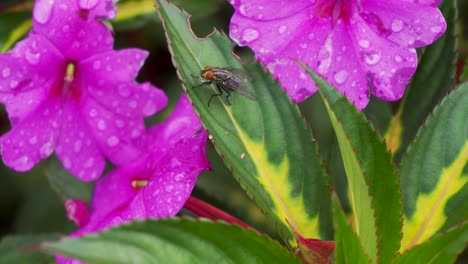 Nahaufnahme-Der-Fliege-Auf-Grünem-Blatt-Rosa-Blütenblätter-Mit-Regentropfen-Im-Hintergrund
