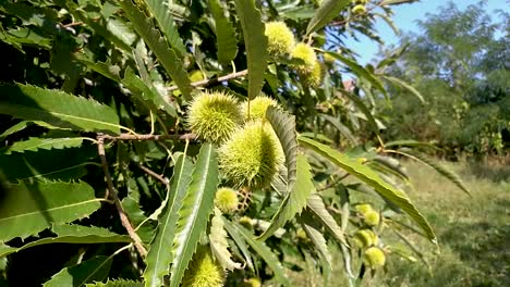 Delicious-chestnuts-growing-in-spiny-cupules-gently-moving-in-an-early-autumn-breeze-while-insects-are-flying-around