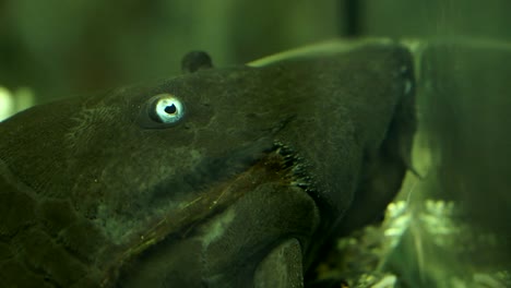 Extreme-Close-Up-Of-The-Face-And-Eye-Of-A-Black-Suckermouth-Catfish-Blue-Eyed-Pleco-Sucking-On-The-Side-On-The-Side-Glass-Of-An-Aquarium