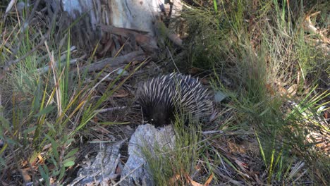 Wild-short-beaked-echidna-foraging-in-the-grass-and-scrub