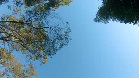Long,-smooth-tracking-shot,-with-an-upwards-point-of-view,-moving-under-an-overhanging-canopy-of-gum-trees-in-outback-Queensland,-Australia,-with-a-clear-blue-sky-above