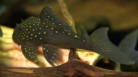 A-School-Of-Black-And-White-Spotted-Suckermouth-Catfish-Common-Pleco-Swimming-Around-And-Sucking-Onto-The-Bottom-And-Sides-Of-A-Glass-Aquarium