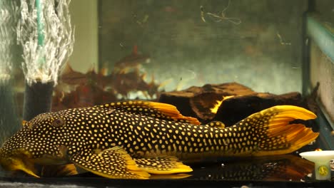 Close-Up-Of-A-Spotted-Black-Orange-Yellow-Sunshine-Pleco,-Goldie-Pleco-Suckermouth-Catfish-Scobinancistrus-aureatus-Sucking-Onto-The-Bottom-Of-A-Glass-Aquarium-Swimming-Towards-Smaller-Fish