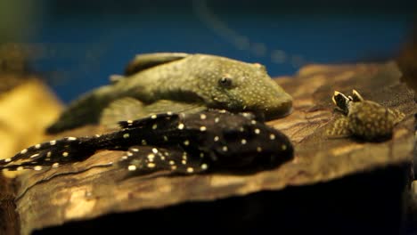 School-Of-Suckermouth-Catfish-Polka-Dot-Lyre-Tail-Pleco-Varying-Sizes-Sitting-On-The-Bottom-Of-A-Aquarium-Tank-With-Food-Floating-Around