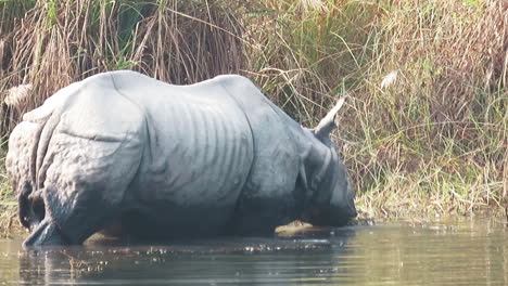 Das-Seltene-Nashorn-Mit-Einem-Horn-In-Einem-Fluss-In-Nepal