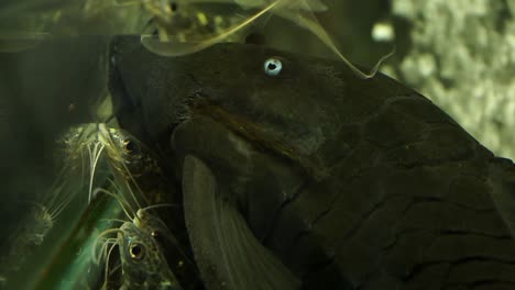 Extreme-Close-Up-Of-The-Face-And-Eye-Of-A-Colombian-Blue-Eyed-Pleco-Suckermouth-Catfish-Sucking-On-The-Side-On-The-Side-Glass-Of-An-Aquarium-Surrounded-By-Smaller-Catfish