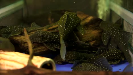 A-School-Of-Black-And-White-Spotted-Suckermouth-Catfish-Blue-Phantom-Pleco-Swimming-Around-And-Sucking-Onto-The-Bottom-And-Sides-Of-A-Glass-Aquarium