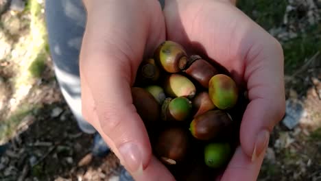 Hiker-woman-revealing-handful-of-colorful-acorns-in-her-palms-in-deep-forest-on-late-summer-day