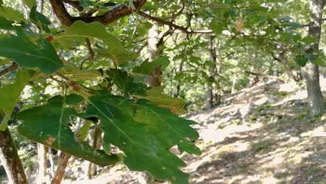 Green-leaves-of-oak-tree-gently-moving-in-early-autumn-breeze-on-sunny-day-in-deep-woods