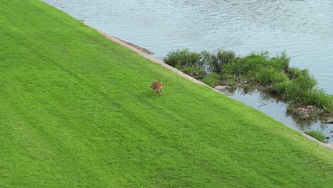 Brauner-Hund,-Der-Neben-Einem-Fluss-Auf-Dem-Grünen-Gras-Spazieren-Geht