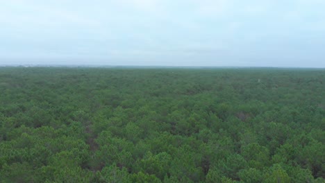 Aerial-view-of-a-beautiful-pine-wood-forest-showing-the-top-of-the-trees