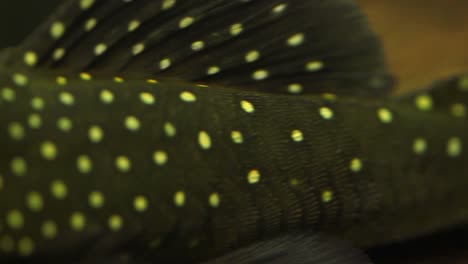 Panning-Close-Up-From-The-Tail-Of-A-Yellow-Spotted-Black-Suckermouth-Catfish-Phantom-Pleco-Sitting-On-The-Bottom-Of-River