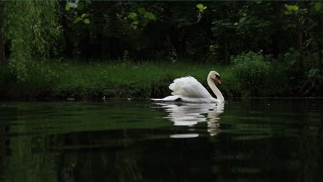 Cisne-Macho-Nadando-En-El-Lago-Del-Parque
