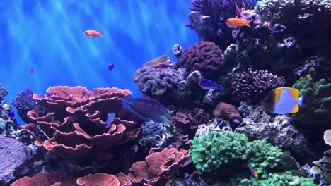 Aquariumvideo-Mit-Tropischen-Fischen-Voller-Leben-Und-Bewegung