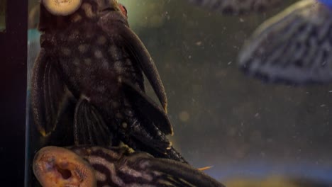 Extreme-Close-Up-Of-Black-And-Grey-Striped-Suckermouth-Catfish-Common-Pleco-Royal-Panaque-Sucking-Onto-The-Side-Of-A-Glass-Aquarium