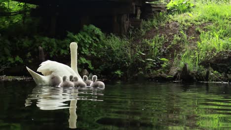 Pequeños-Cisnes-Siguiendo-A-Su-Madre-En-El-Agua-Limpia