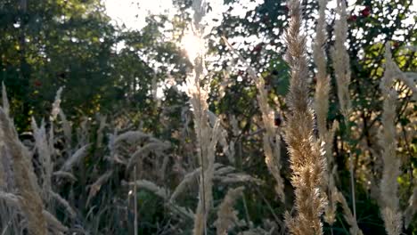 The-evening-sun-shines-through-the-trees-and-hip-roses-onto-long-dry-late-summer-grass-straws,-Part-1