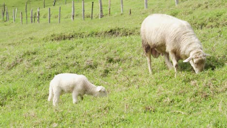 Adult-and-Baby-Sheep-Eat-Grass-Together