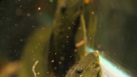 Panning-Close-Up-From-The-Tail-Of-A-couple-of-Suckermouth-Catfish-Green-Phantom-Pleco-Sitting-On-The-Side-Glass-Of-An-Aquarium,-rack-focus