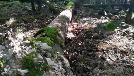 Very-old-tree-fallen-dead-and-covered-with-green-moss-in-an-old-forest-on-a-late-summer-day,-SLOMO