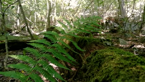 Green-buckler-fern-slowly-moves-in-a-gentle-breeze-next-to-an-old-dead-fallen-mossy-tree-in-deep-forest,-Part-1