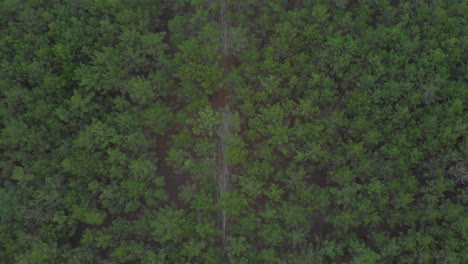 Aerial-vertical-view-of-a-sand-road-inside-a-beautiful-pine-wood-forest