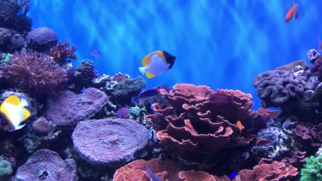 Aquariumvideo-Mit-Tropischen-Fischen-Voller-Leben-Und-Bewegung