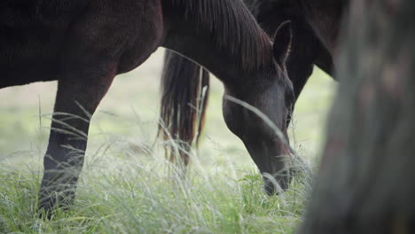 Beautiful-Thoroughbred-Horse-Eating-Grass