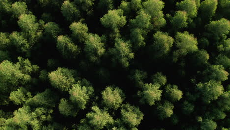 Aerial-of-Lush-Green-Pine-Forest