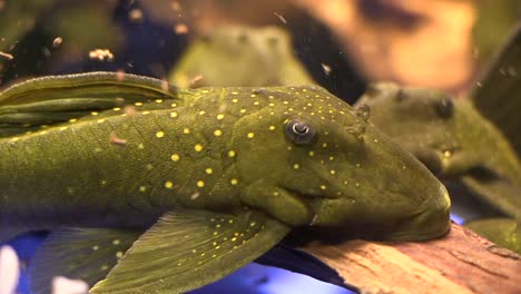Close-up-of-Suckermouth-Catfish-Green-Phantom-Pleco-Sitting-On-The-Bottom-Of-A-Aquarium-Tank-With-Food-Floating-Around