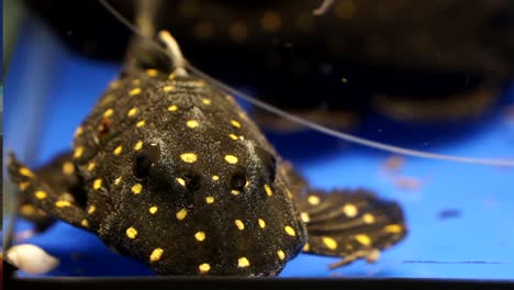 Extreme-Close-Up-Of-The-Face-Of-A-Yellow-and-White-Spotted-Suckermouth-Catfish-Acanthicus-Adonis-Sitting-On-The-Blue-Bottom-Of-An-Aquarium