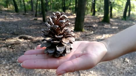 Woman-holding-conifer-cone-in-her-hand-in-deep-forest-on-an-early-autumn-sunny-day
