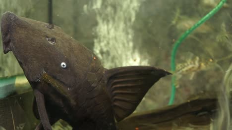 Extreme-Close-Up-Of-The-Head-Of-A-Blue-Eyed-Pleco-Sucking-Onto-The-Side-Of-An-Aquarium