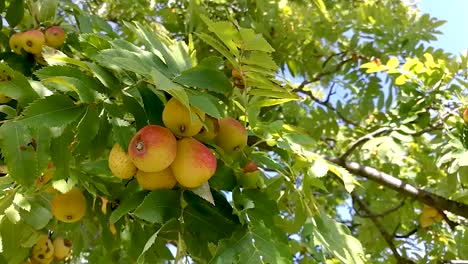 Close-up-view-of-fruits-of-sorb-tree-gently-moving-in-the-breeze,-Part1,-STILL