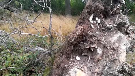 Old-tree-laying-on-the-ground-after-a-thunderstorm-with-its-roots-out-on-the-surface,-PAN-LEFT