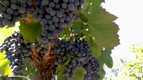 Rote-Weintrauben,-Die-In-Einer-Frühen-Herbstbrise-Hängen-Und-Sich-Sanft-Bewegen,-Teil-2,-Handgehalten-Darunter