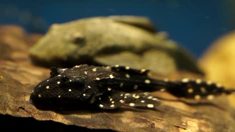School-Of-Black-And-White-Suckermouth-Catfish-Common-Pleco-Varying-Sizes-Sitting-On-The-Bottom,-close-up-soft-focus-shot