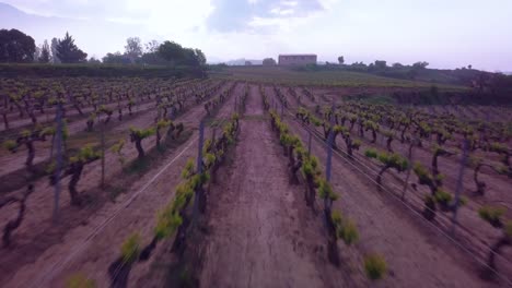 Travelling-drone-shot-among-vineyards-at-Samaniego