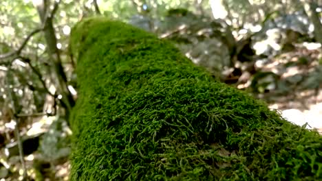 Moving-along-an-old-tree-log-covered-with-a-thick-layer-of-green-moss-in-a-deep-forest,-Part-1,-SLOMO