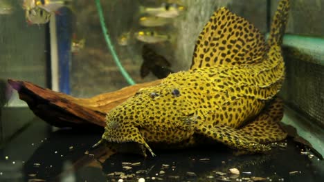 Close-Up-Of-The-Face-with-Odontodes-Of-A-Large-Suckermouth-Cactus-Pleco-Sucking-Onto-The-Bottom-Of-An-Aquarium
