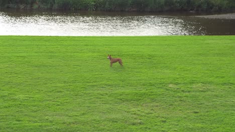 Quiet-brown-dog-on-the-green-grass-beside-a-river-looking-around