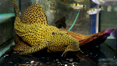Close-Up-Of-The-Face-Of-A-Spotted-Rubber-Lip-Pleco-Suckermouth-Catfish-Sucking-Onto-The-Bottom-Of-An-Aquarium