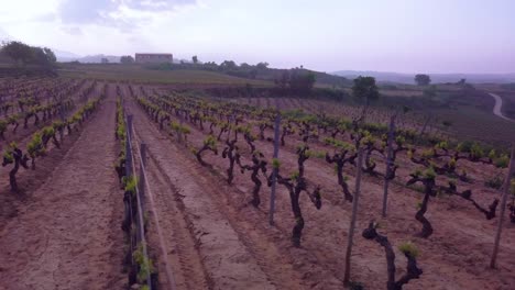 Travelling-drone-shot-over-vineyards-at-Samaniego