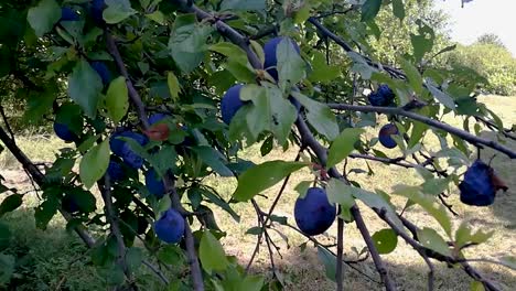 Sick-plums-hanging-in-between-healthy-ones-on-a-branch-gently-moving-in-a-breeze
