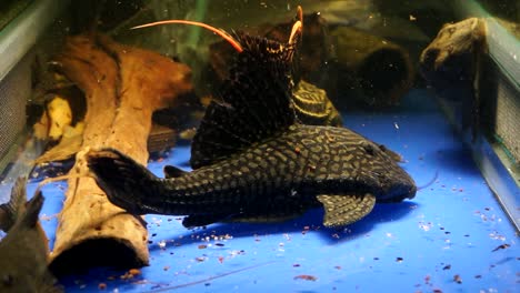 Big-Suckermouth-Catfish-Panaque-bathyphilus-Sitting-On-The-Blue-Bottom-Of-A-Aquarium-Tank-With-Food-Floating-Around