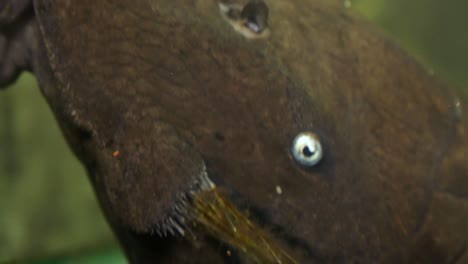Extreme-Close-Up-Of-The-Face-Of-A-Blue-Eyed-Pleco-Catfish-Sucking-Onto-The-Side-Glass-Of-An-Aquarium