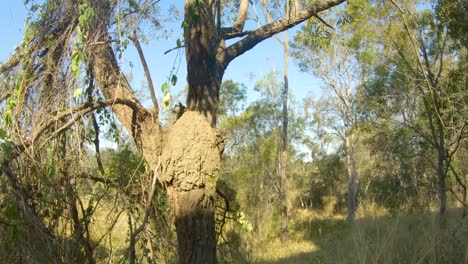 Smooth-orbit-and-pan-shot,-around-an-interesting-tree-with-a-mud-termite-test-in-its-forked-trunk,-in-outback-Queensland,-Australia