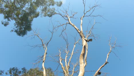 Smooth-orbiting-shot,-with-an-upwards-point-of-view,-of-a-dead-tree-in-outback-Queensland,-Australia,-with-a-clear-blue-sky-above