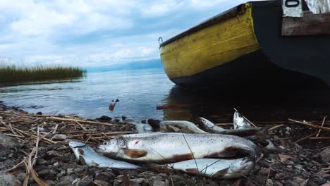 Pescado-Capturado-Por-El-Pescador-En-La-Orilla-Del-Lago-Ohrid