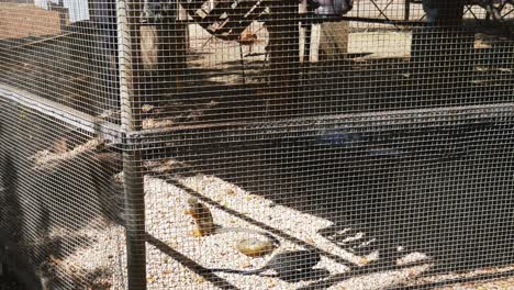Caged-monkey-enjoying-play-time-in-a-farm-in-Curacao